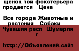 щенок той-фокстерьера продается › Цена ­ 25 000 - Все города Животные и растения » Собаки   . Чувашия респ.,Шумерля г.